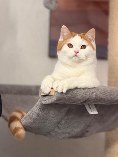 Jugendchampion Delina 