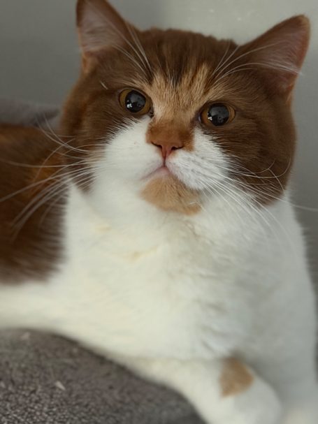 Jugendchampion Bailey